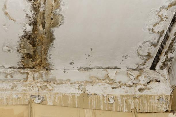 Best Black Mold Removal  in Coopersburg, PA