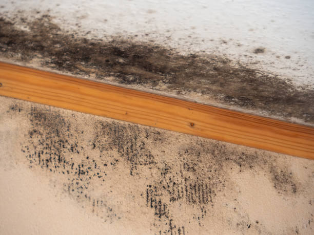 Mold Remediation for Vacation Homes in Coopersburg, PA